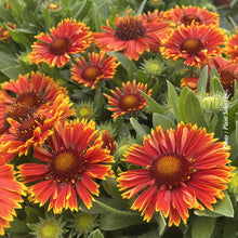 Gaillardia 'SpinTop Yellow Touch'