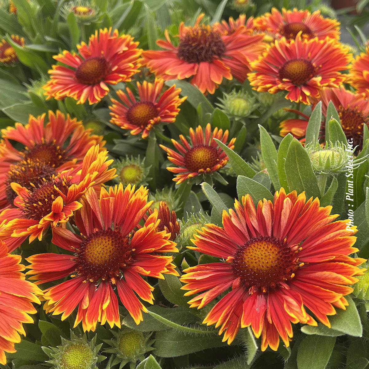 Gaillardia 'SpinTop Yellow Touch'