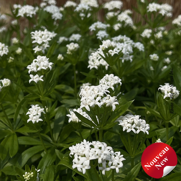 Galium odoratum
