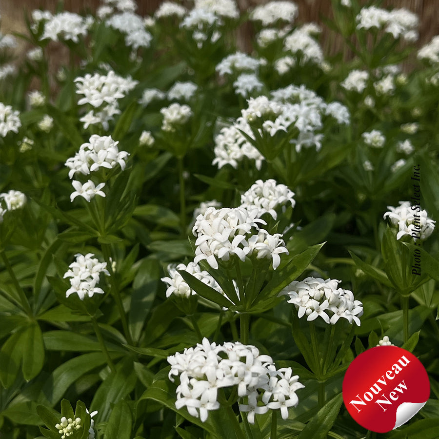 Galium odoratum