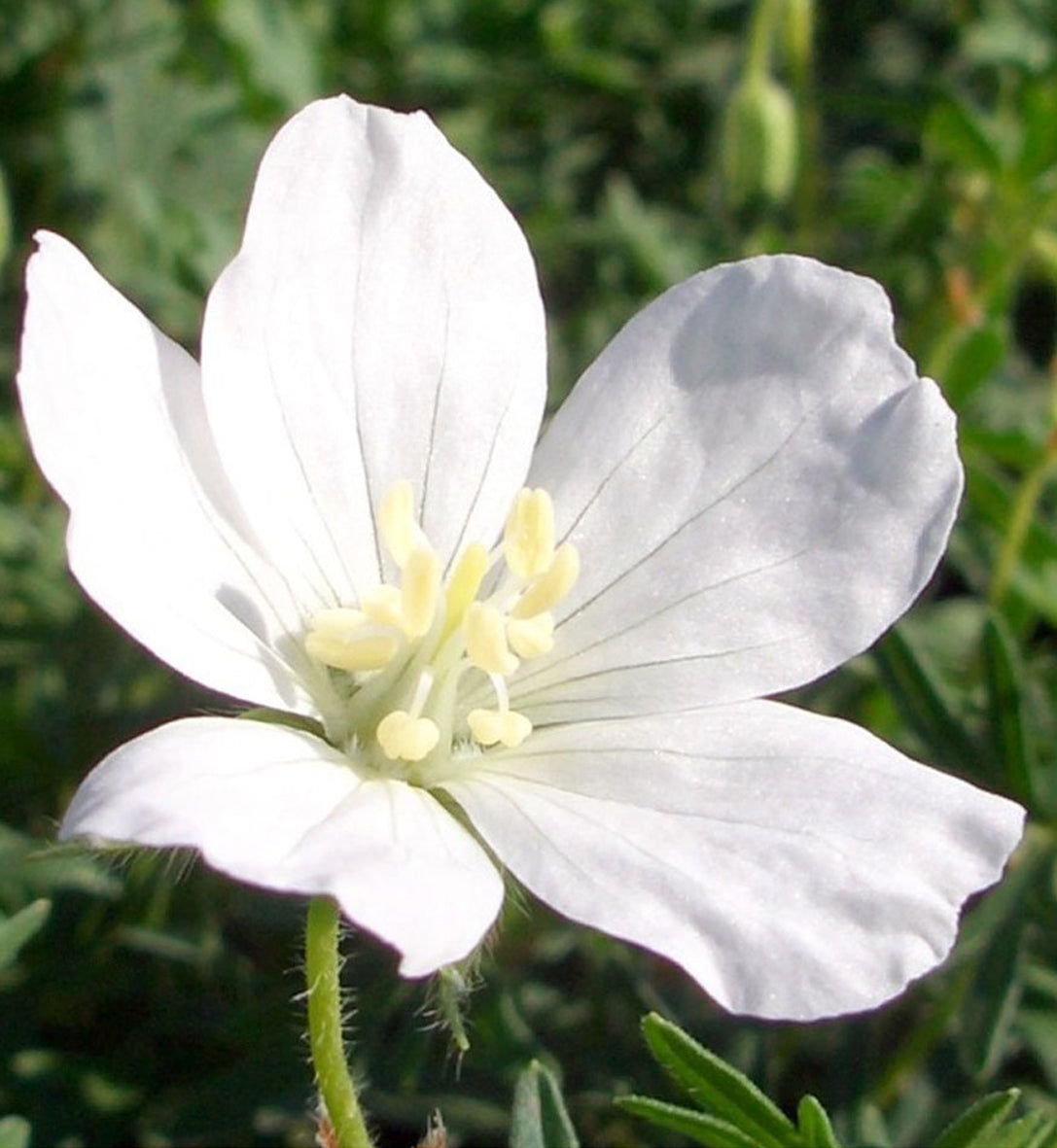 Geranium 'Album'