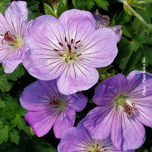 Geranium 'Azure Rush'