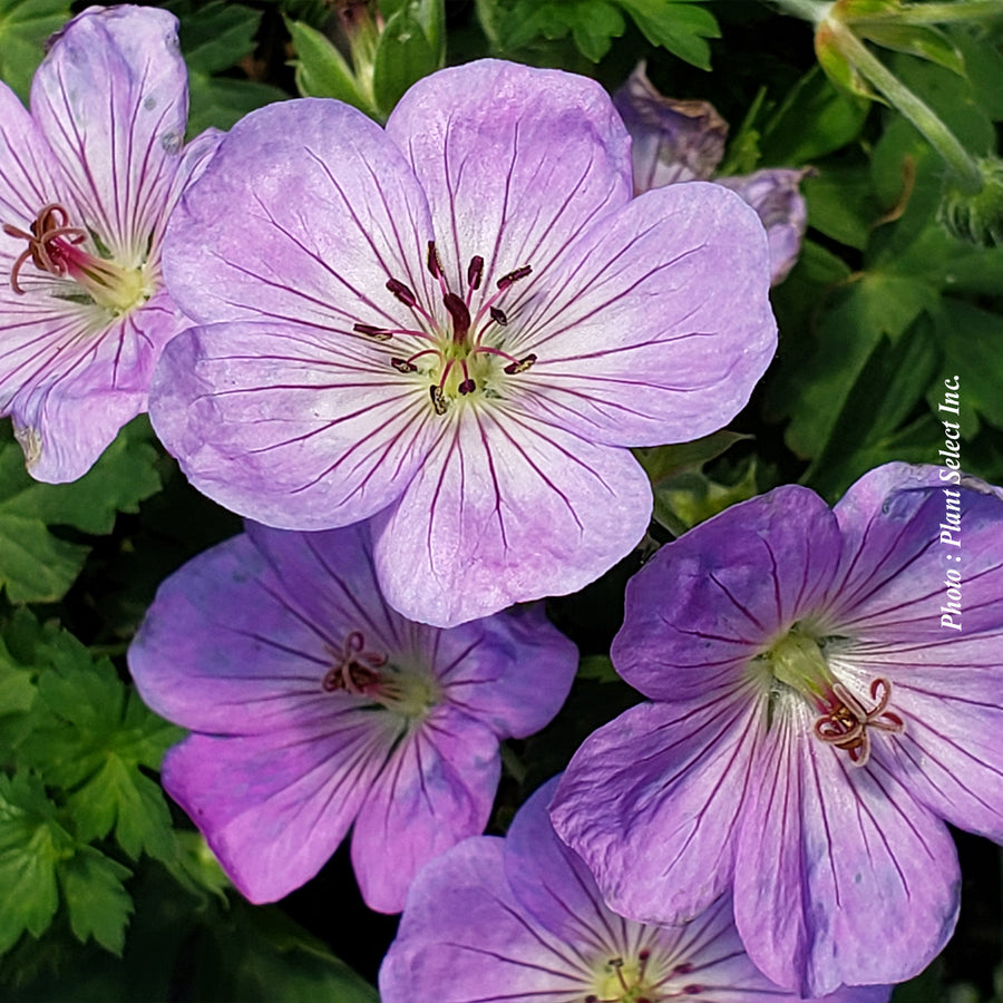 Geranium 'Azure Rush'