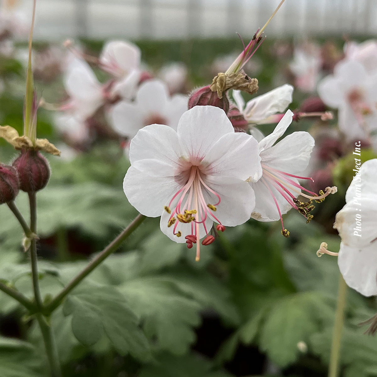 Geranium cantabrigiense 'Biokovo'
