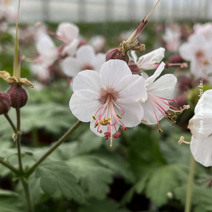 Geranium cantabrigiense 'Biokovo'