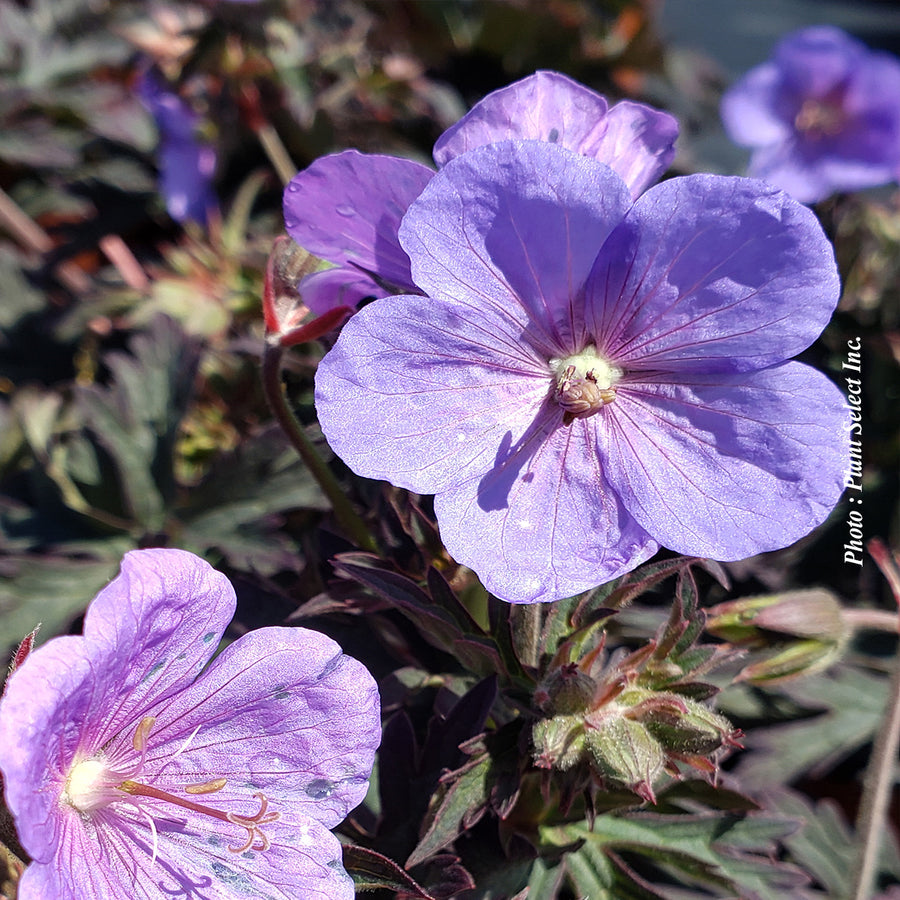 Geranium pratense 'Boom Chocolatta'