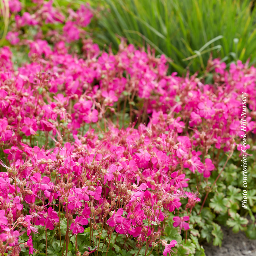 Geranium 'Intense'