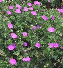 Geranium sanguineum 'Max Frei'
