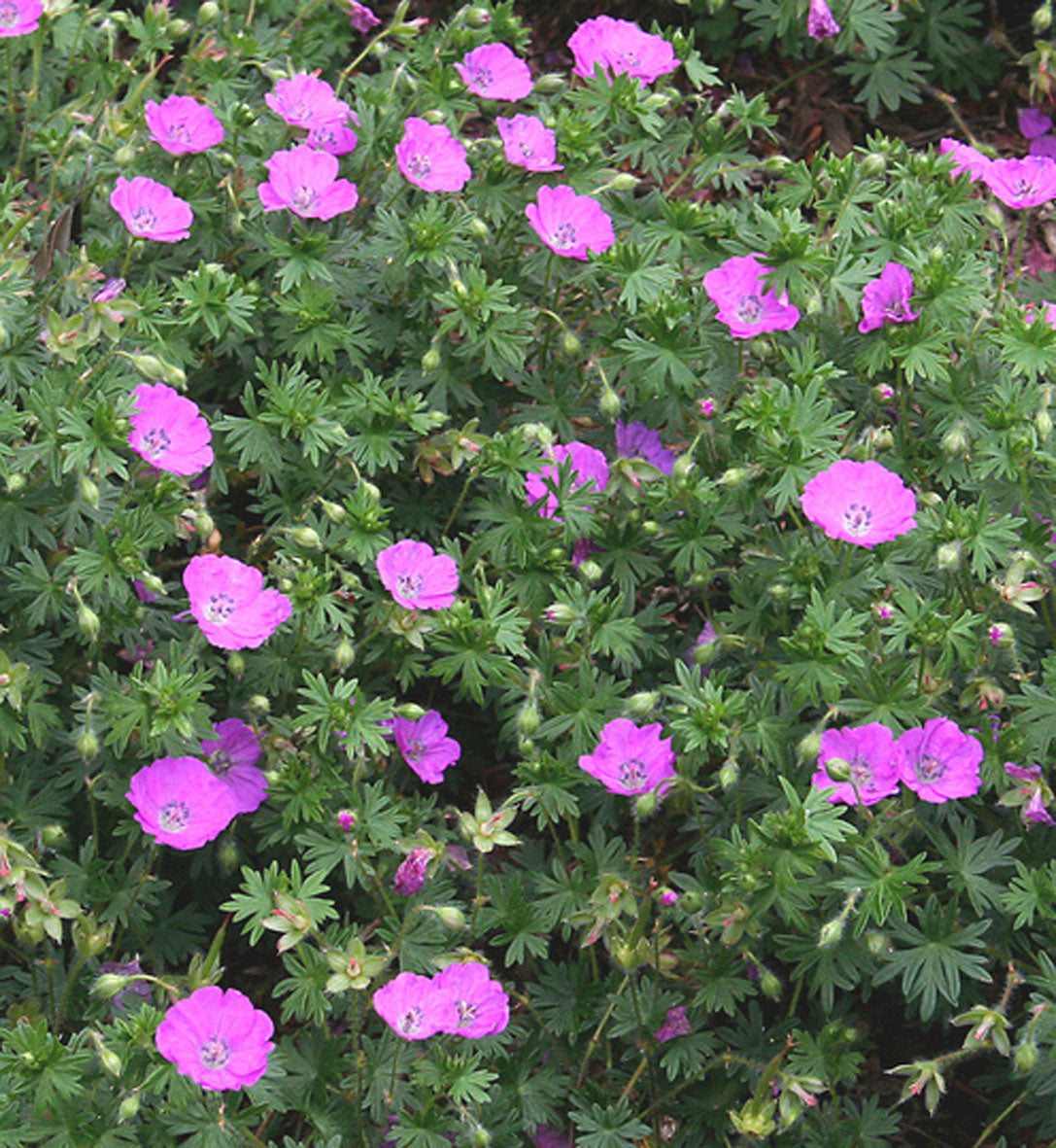 Geranium sanguineum 'Max Frei'