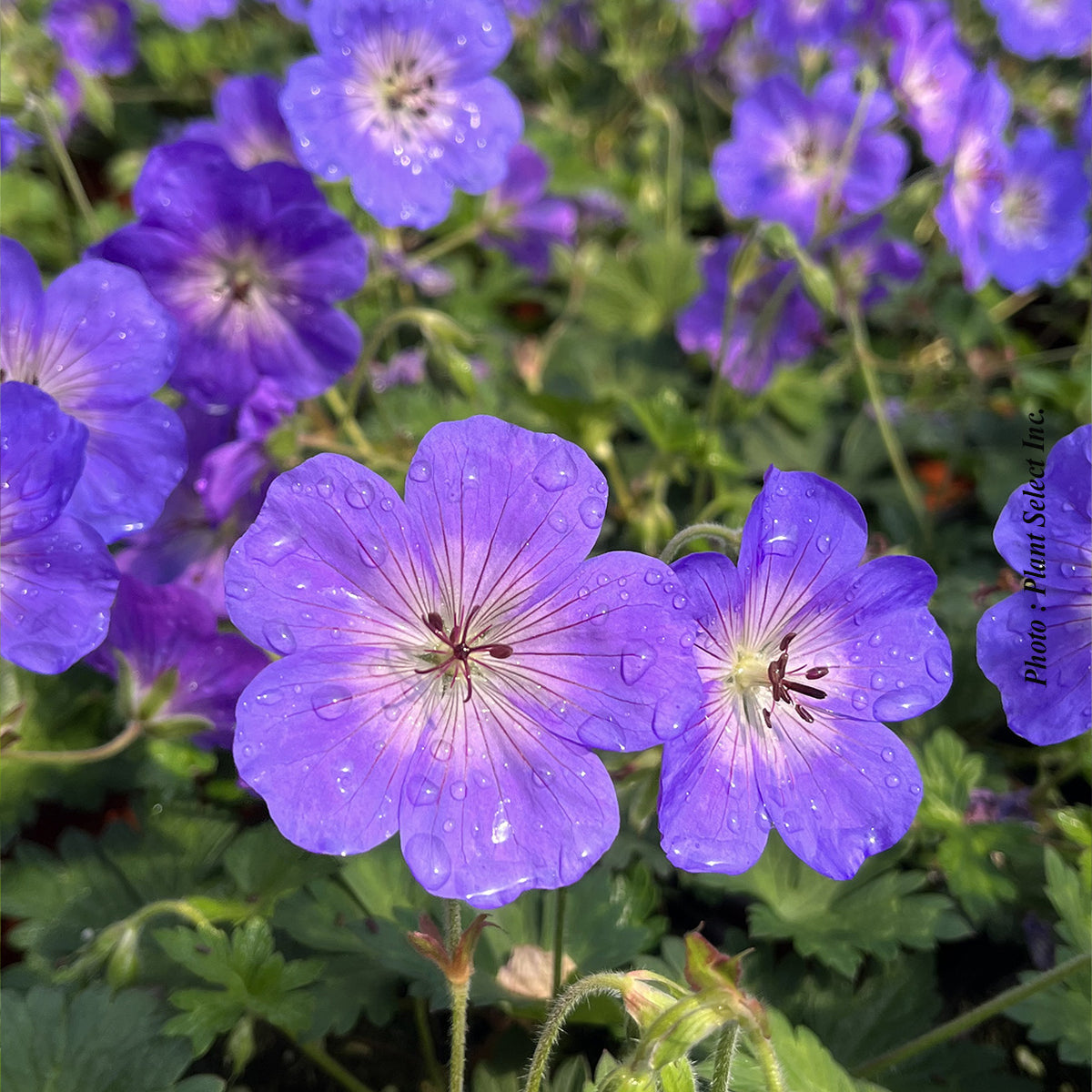Géranium vivace ‘Rozanne’