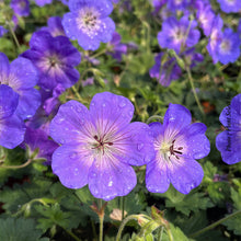 Geranium 'Rozanne'