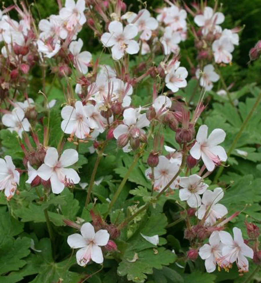 Geranium macrorrhizum 'Spessart'