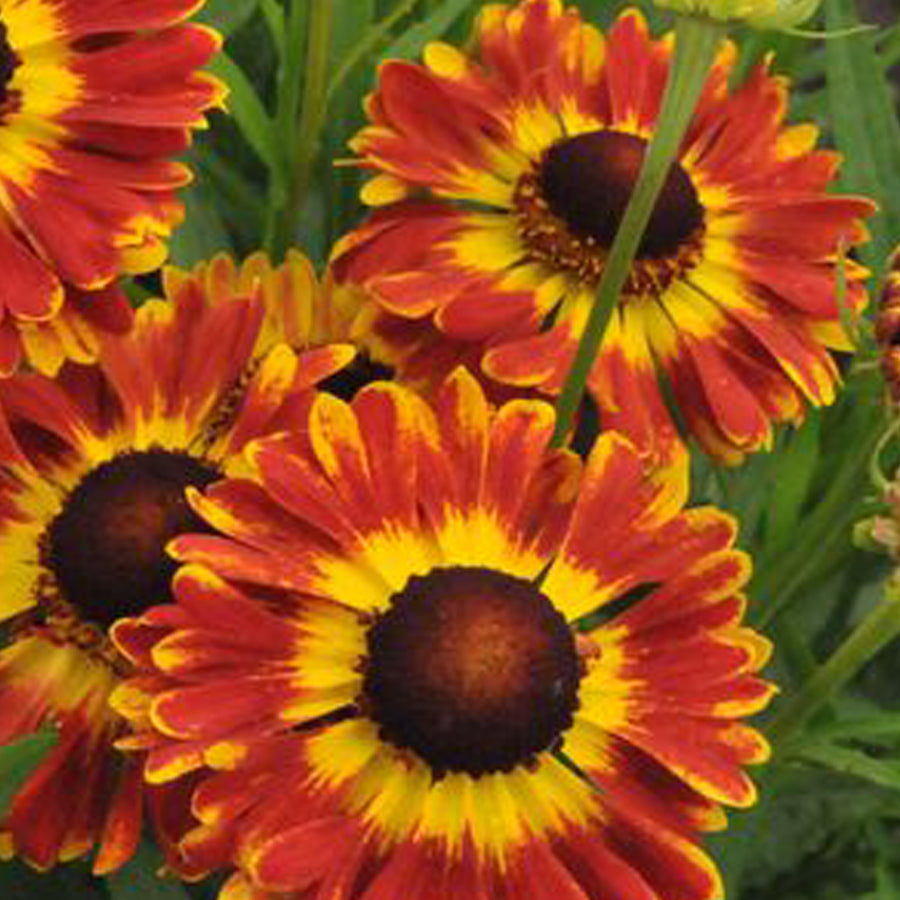 Helenium autumnale 'Mariachi Fuego'
