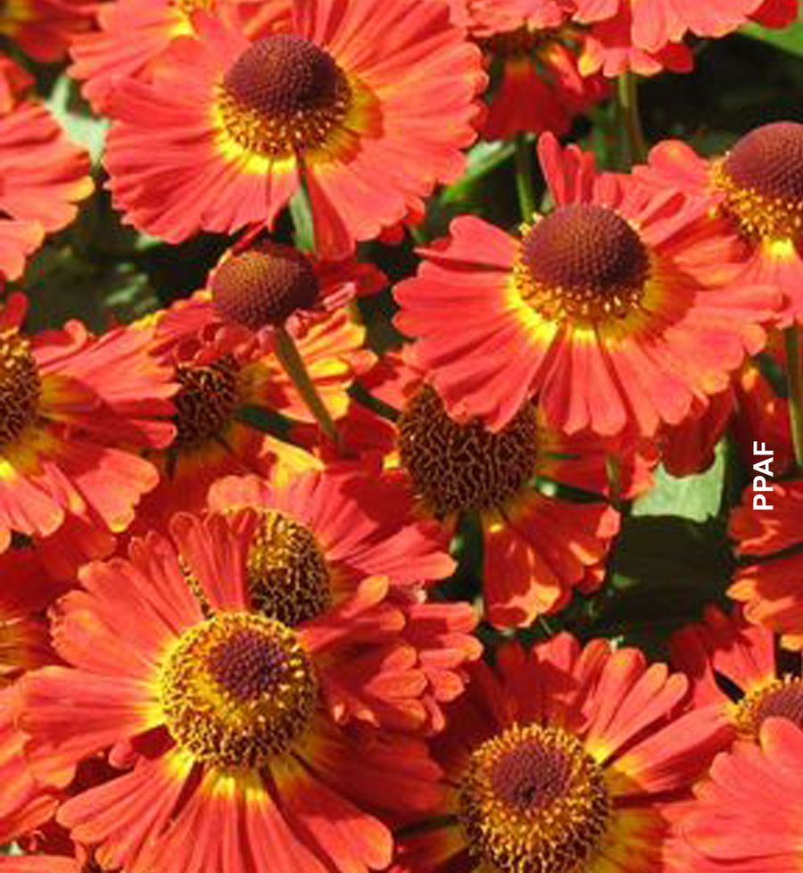Helenium autumnale 'Mariachi Salsa'