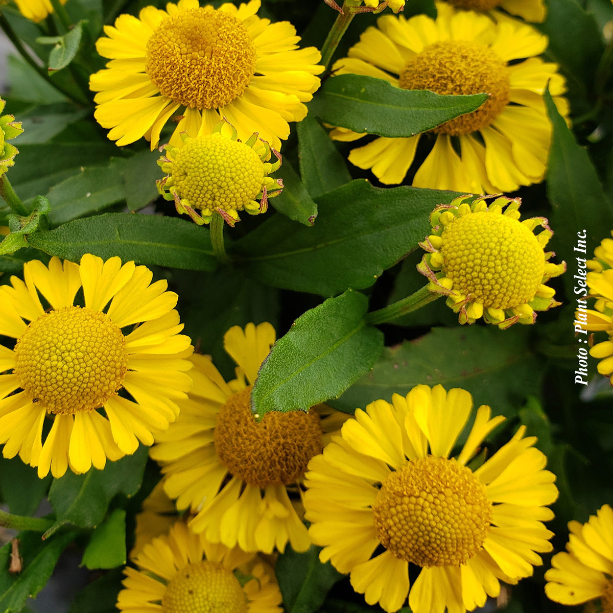 Helenium autumnale 'Mariachi Sombrero'