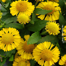 Helenium autumnale 'Mariachi Sombrero'