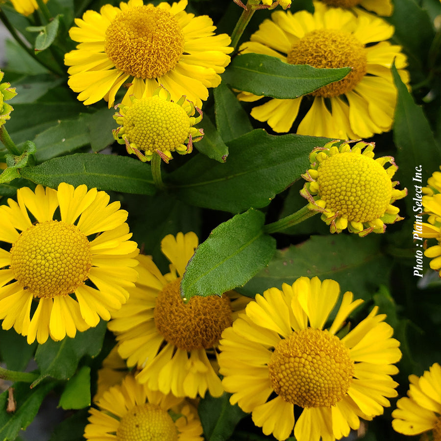 Helenium autumnale 'Mariachi Sombrero'