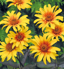 Heliopsis helianthoides 'Burning Hearts'