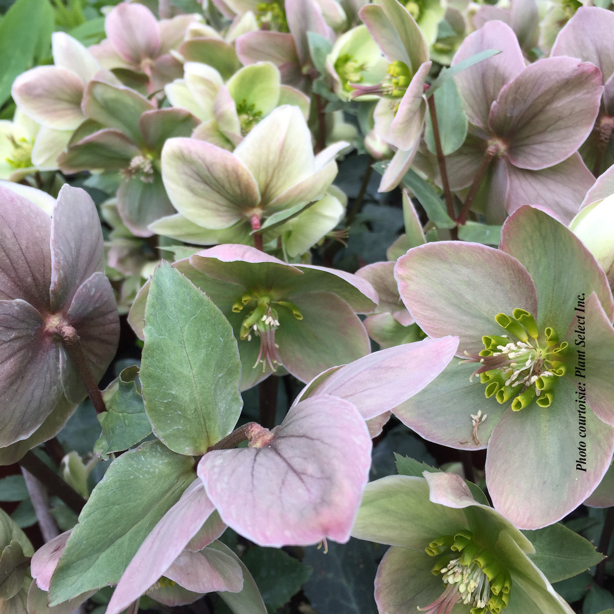Hellébore ‘Ivory Prince’ — Helleborus