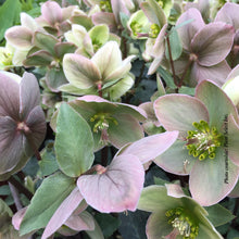 Helleborus 'Ivory Prince'