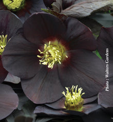Helleborus 'Honeymoon New York Night'