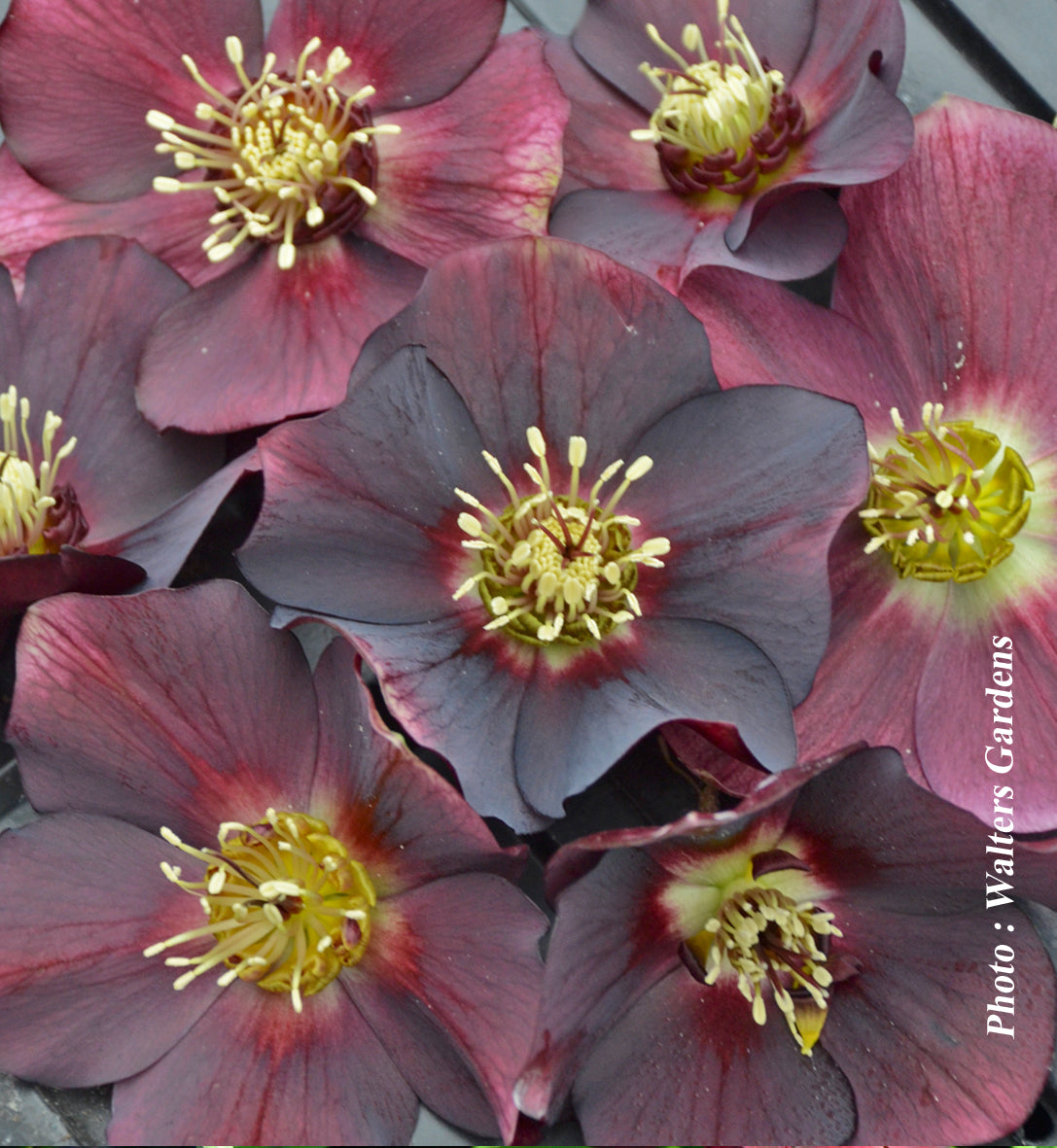 Helleborus 'Honeymoon Rome in Red'