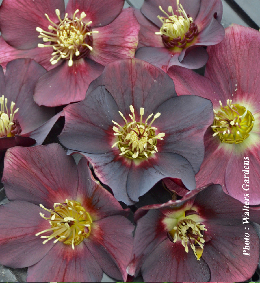 Helleborus 'Honeymoon Rome in Red'