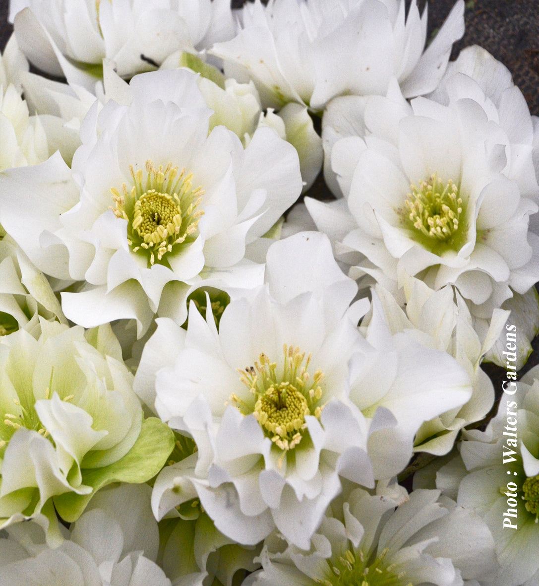 Helleborus 'Wedding Party Wedding Bells'