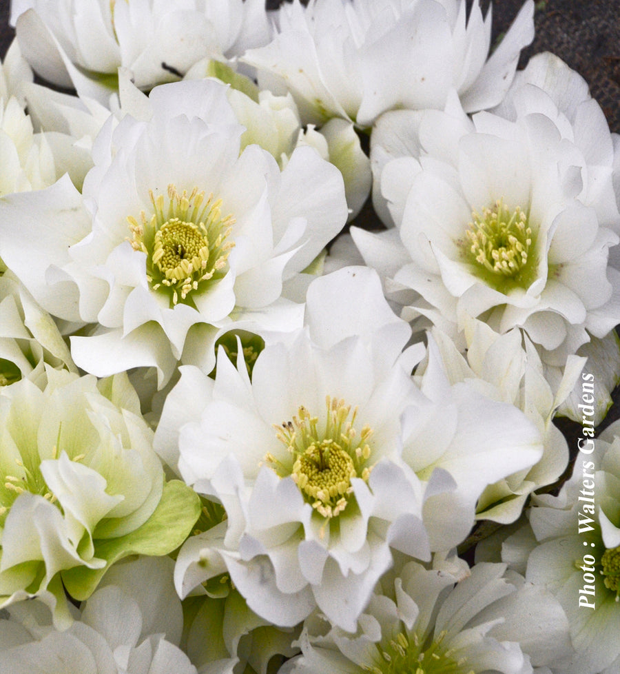 Helleborus 'Wedding Party Wedding Bells'