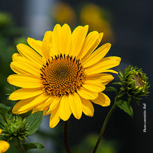 Helianthus 'SunCatcher'