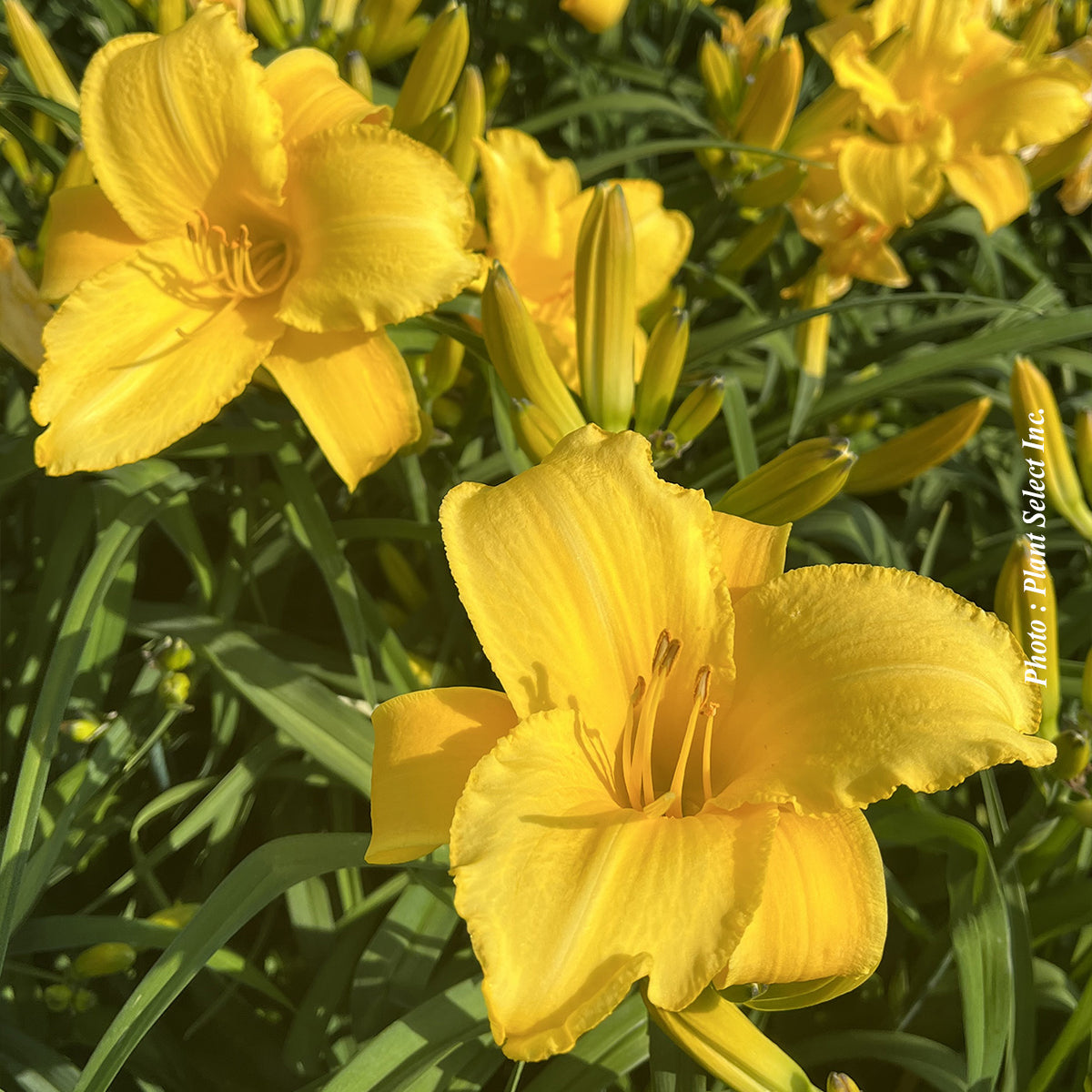 Hemerocallis 'Andre Jasmin'