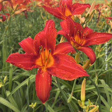 Hemerocallis 'Anzac'