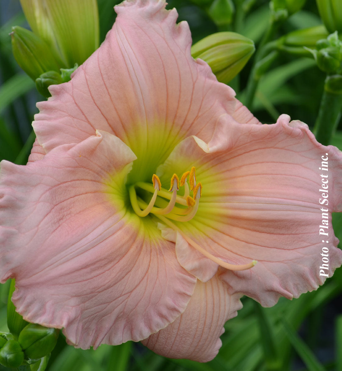 Hemerocallis 'Barbara Mitchell'