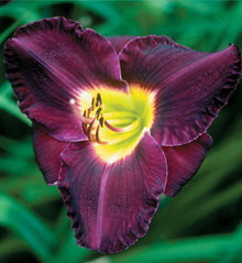 Hemerocallis 'Bela Lugosi'