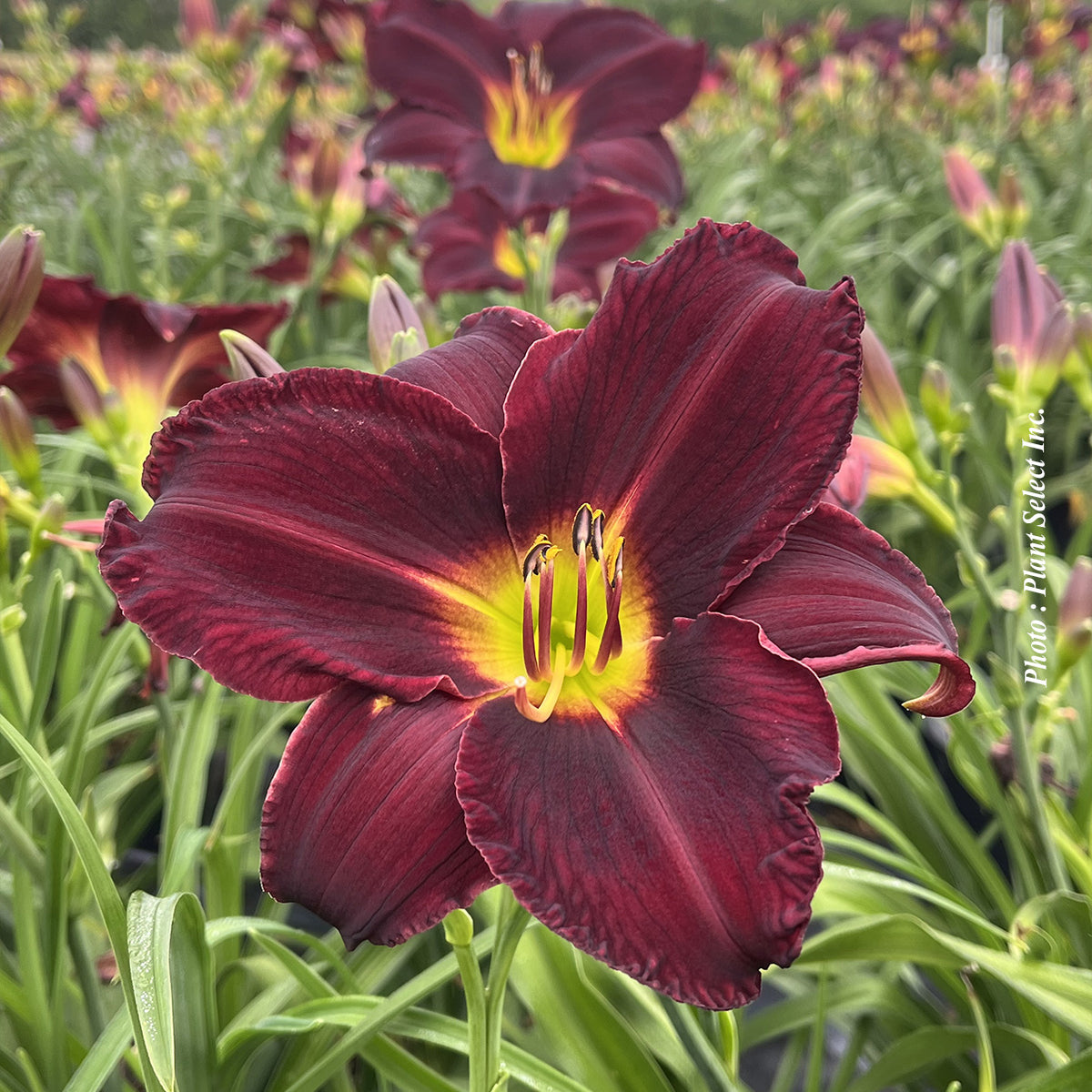 Hemerocallis 'Best Beau'
