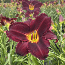 Hemerocallis 'Best Beau'