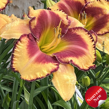 Hemerocallis 'Rainbow Rhythm Blazing Glory'