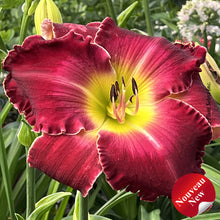 Hemerocallis 'Rainbow Rhythm Blood Sweat Tears'