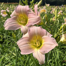 Hemerocallis 'Catherine Woodbury'