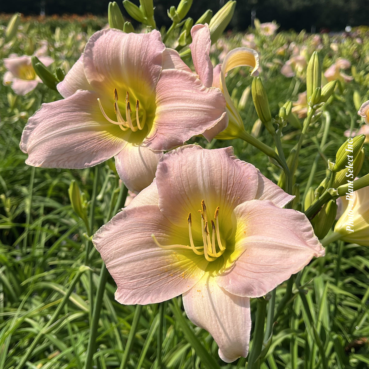 Hemerocallis 'Catherine Woodbury'