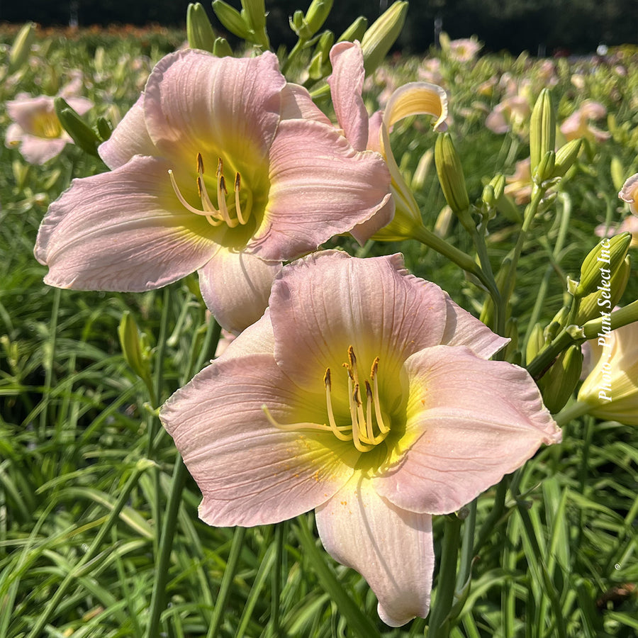 Hemerocallis 'Catherine Woodbury'