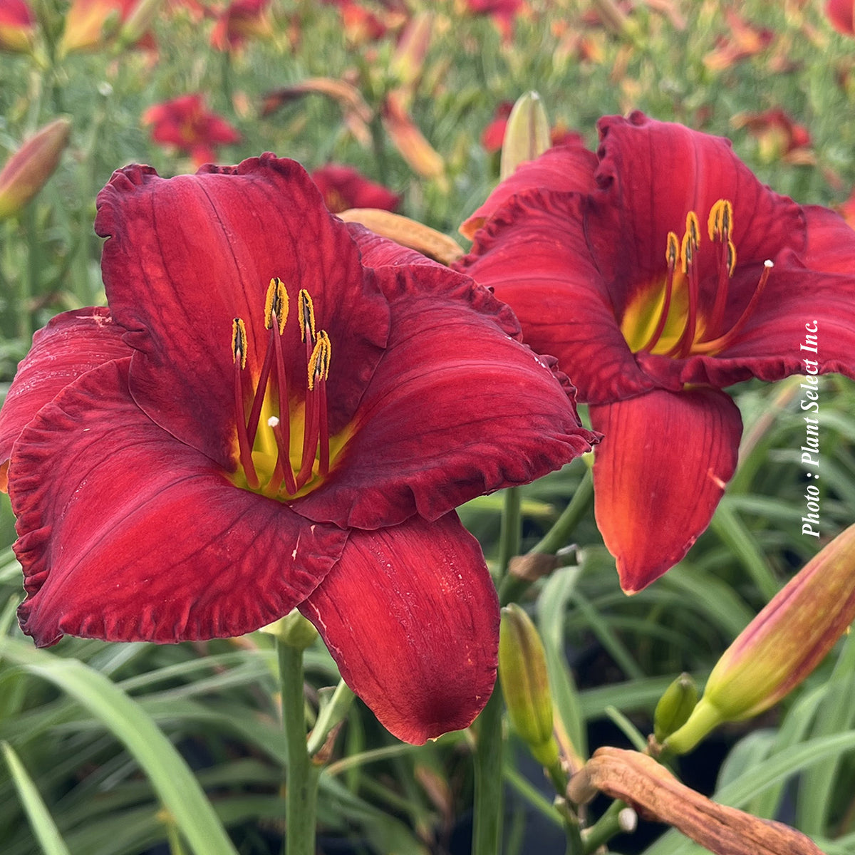 Hemerocallis 'Chicago Apache'