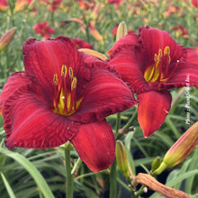 Hemerocallis 'Chicago Apache'