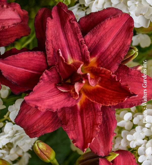 Hemerocallis 'Double Pardon Me'