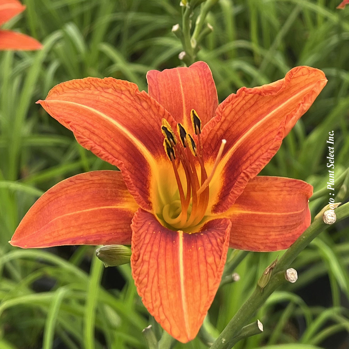 Hemerocallis fulva