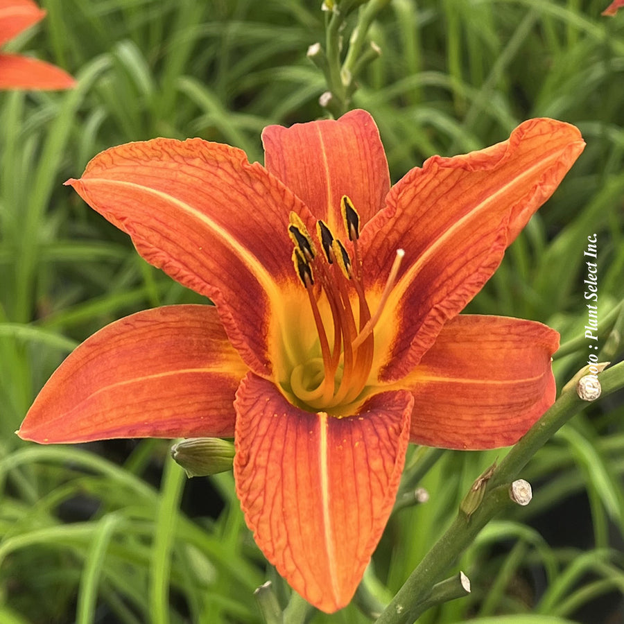 Hemerocallis fulva