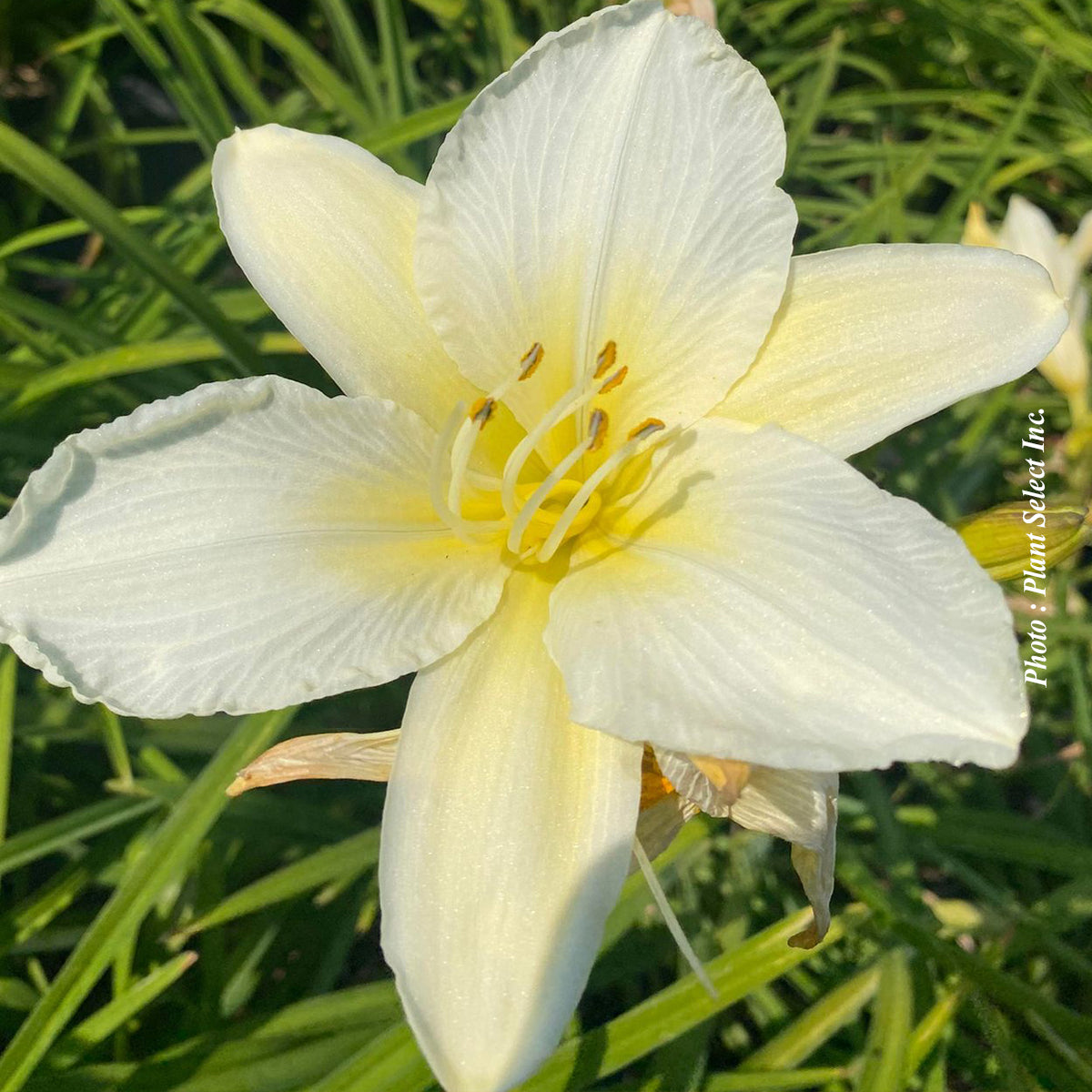 Hemerocallis 'Gentle Shepherd'
