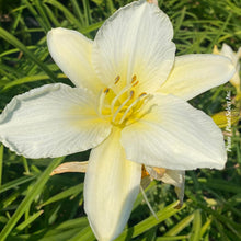 Hemerocallis 'Gentle Shepherd'