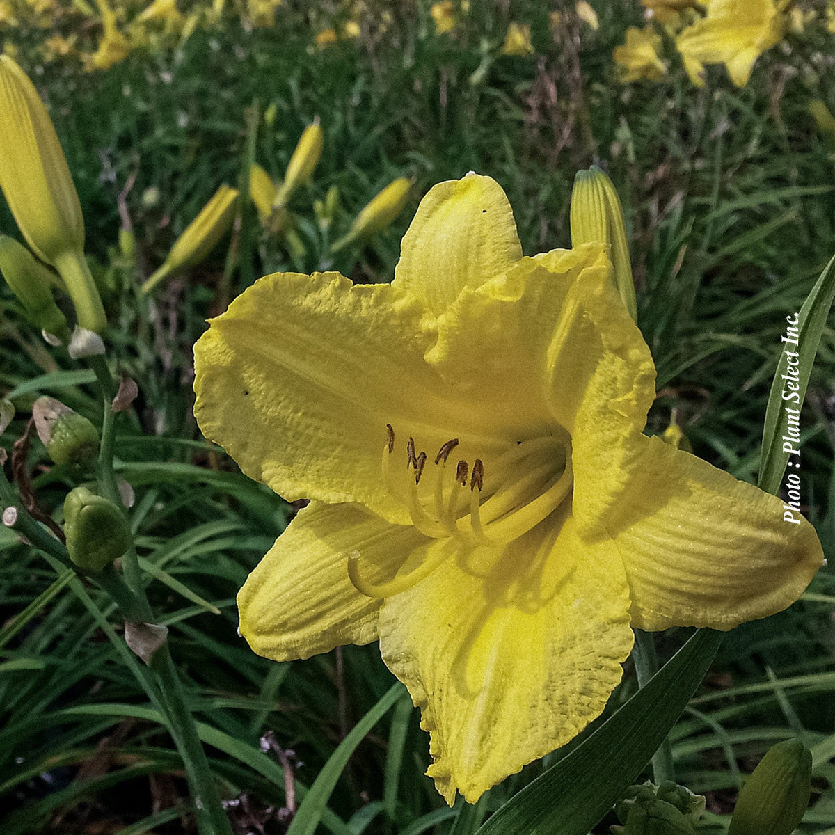 Hémérocalle ‘Happy Returns’ — Hemerocallis
