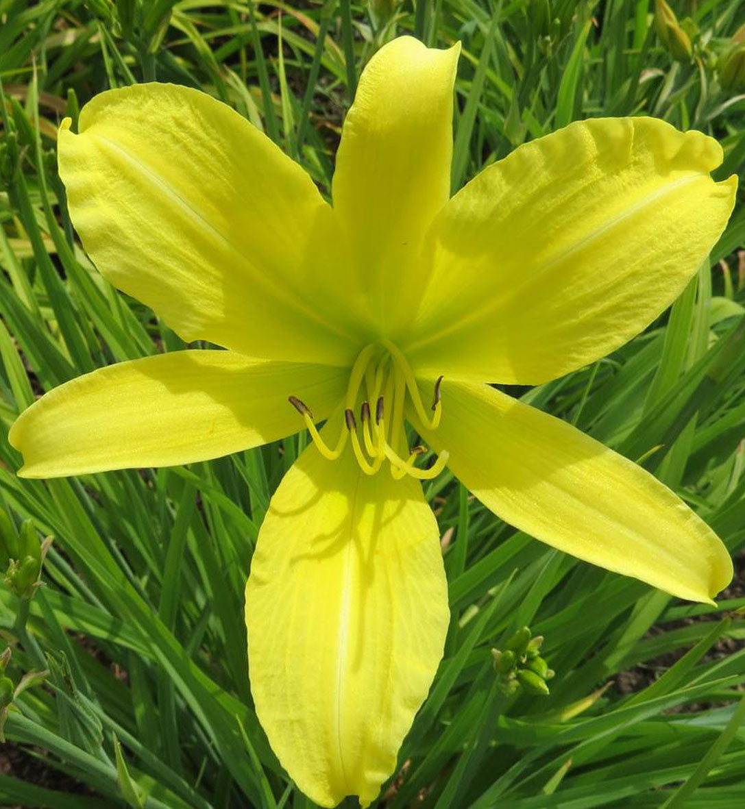 Hemerocallis 'Hyperion'